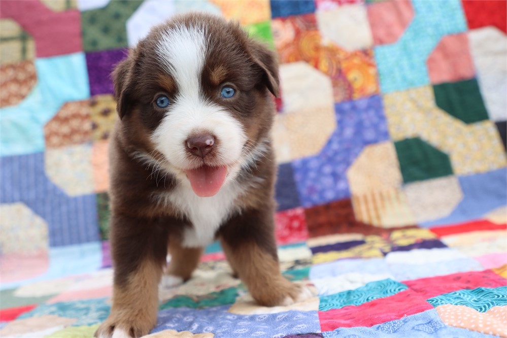 USDA CLEAN *ASDR Reg MINI Aussie