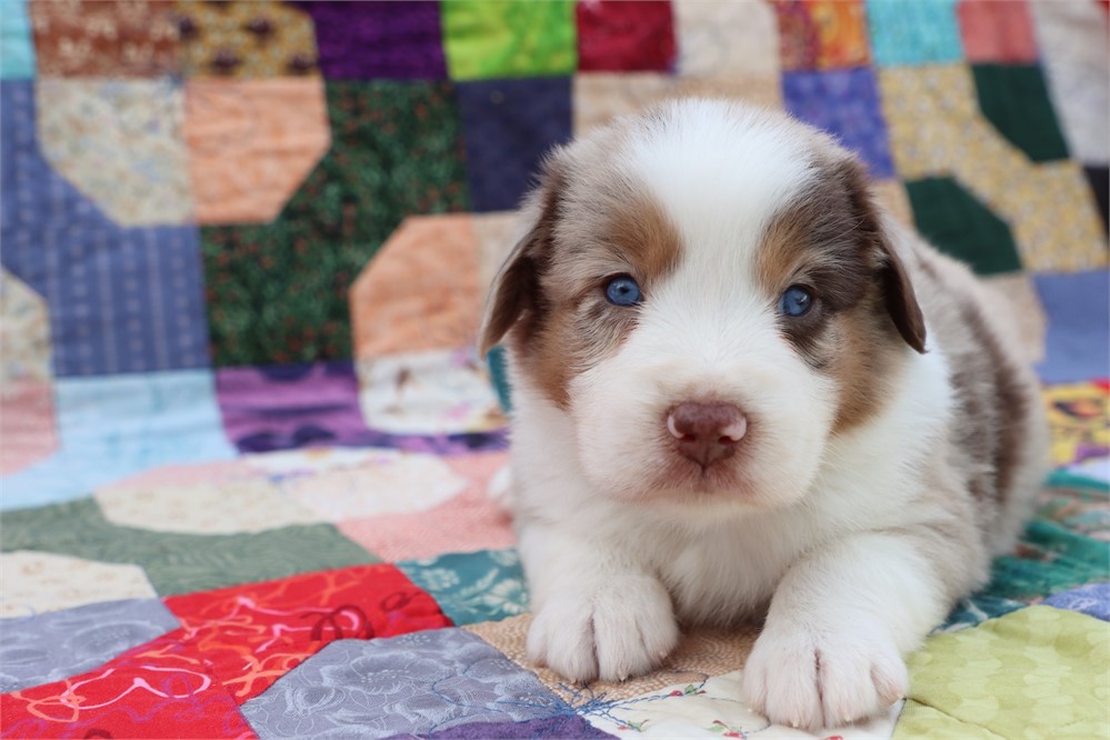 USDA CLEAN *ASDR Reg MINI Aussie