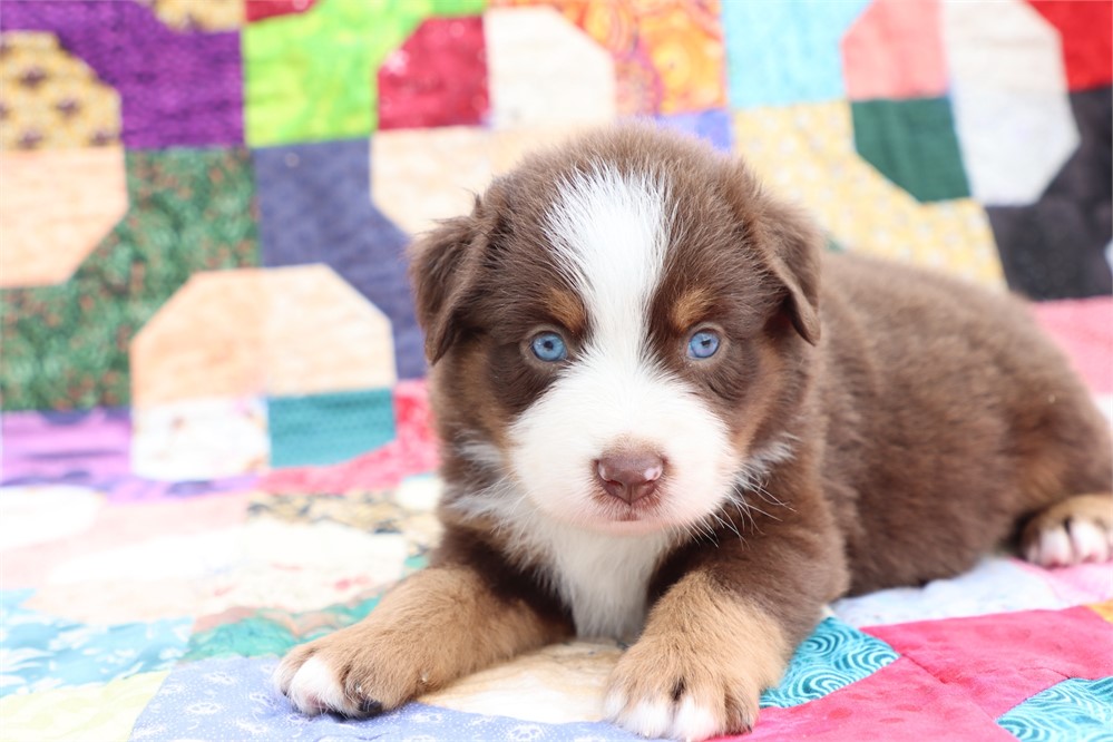 USDA CLEAN *ASDR Reg MINI Aussie