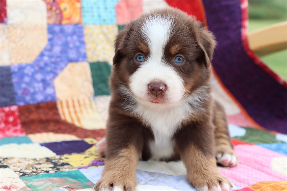 USDA CLEAN *ASDR Reg MINI Aussie