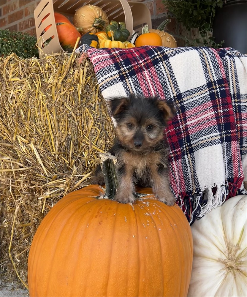 Male Yorkie