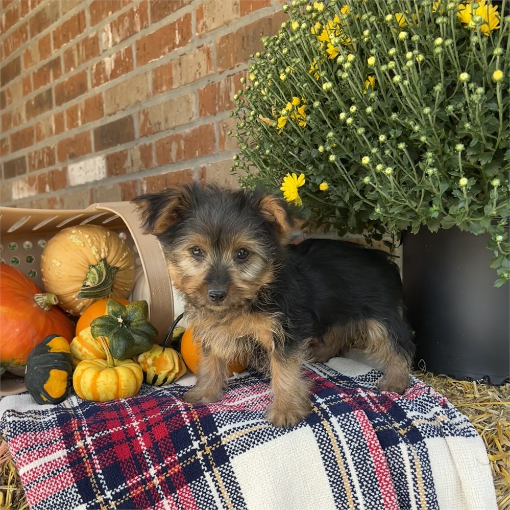 Male Yorkie