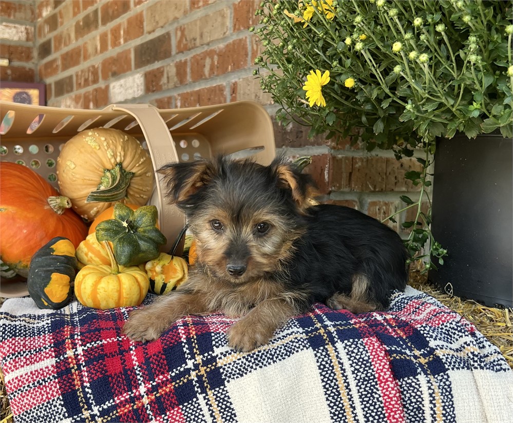 Male Yorkie