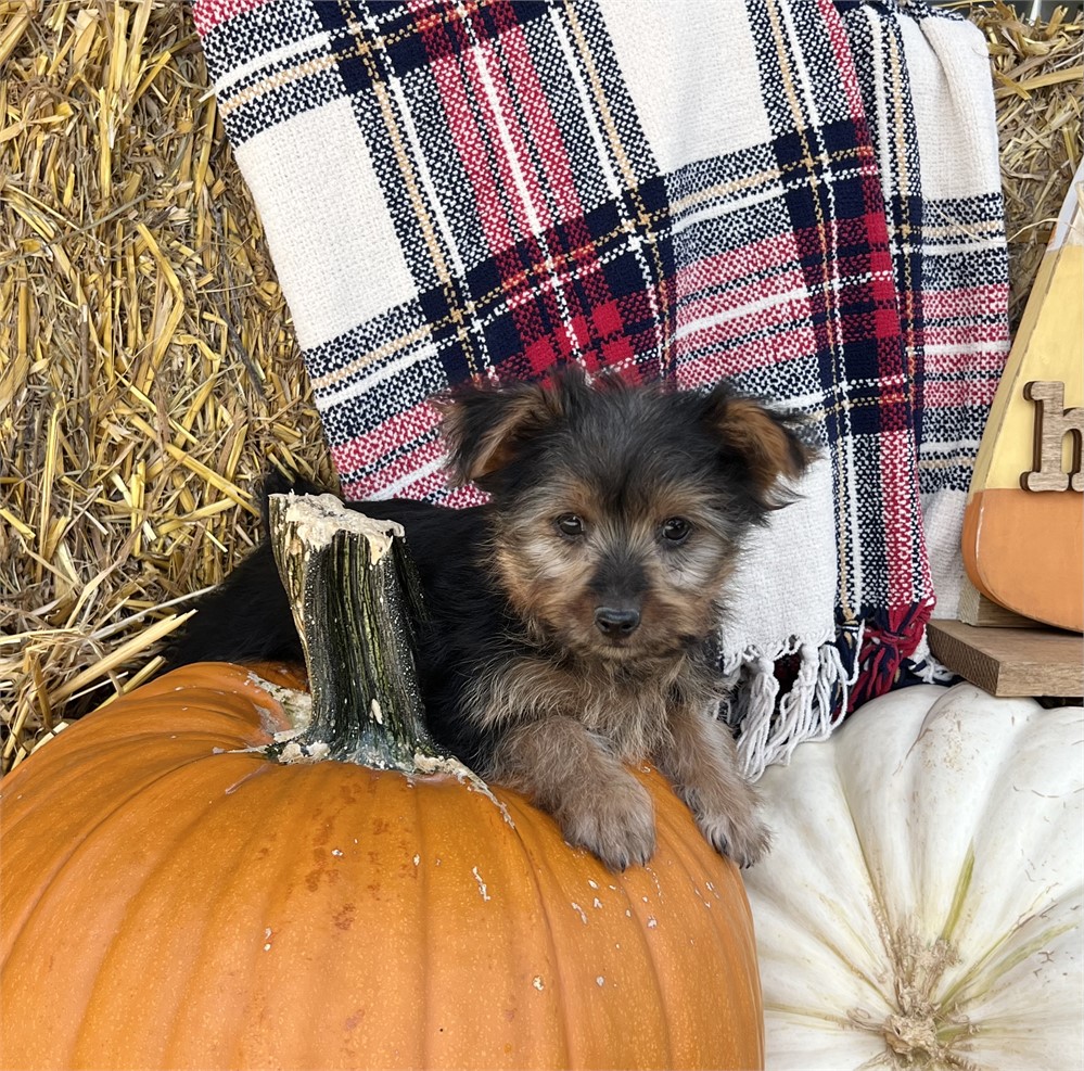 Male Yorkie