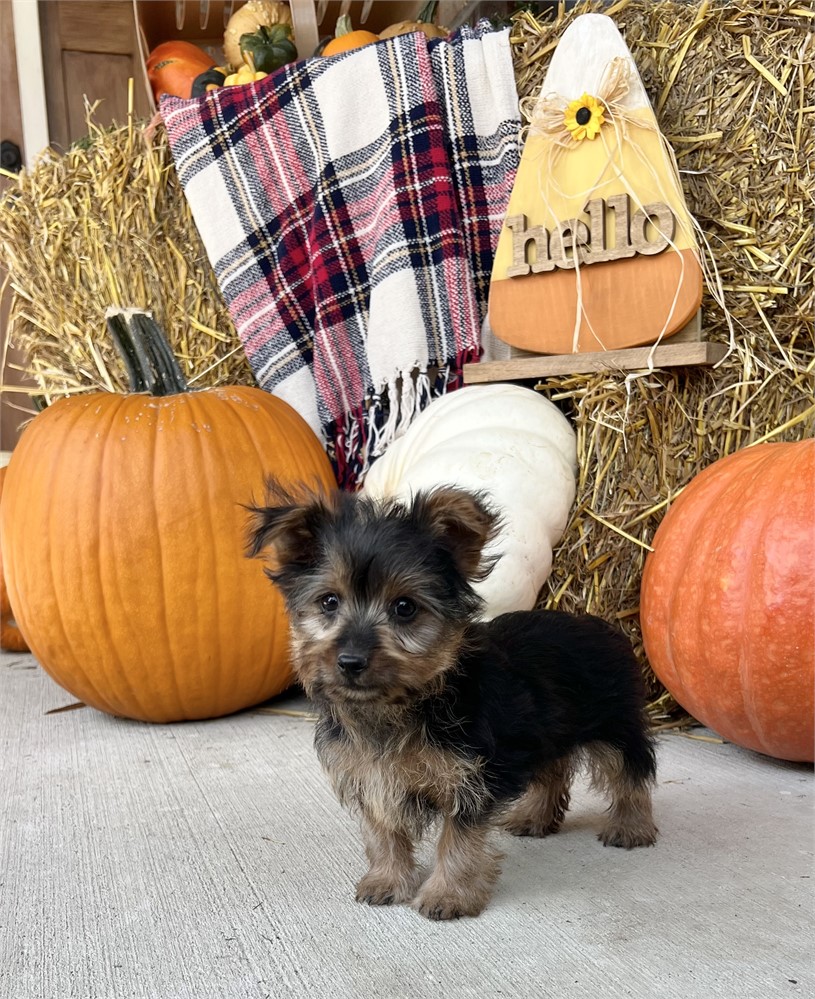 Male Yorkie
