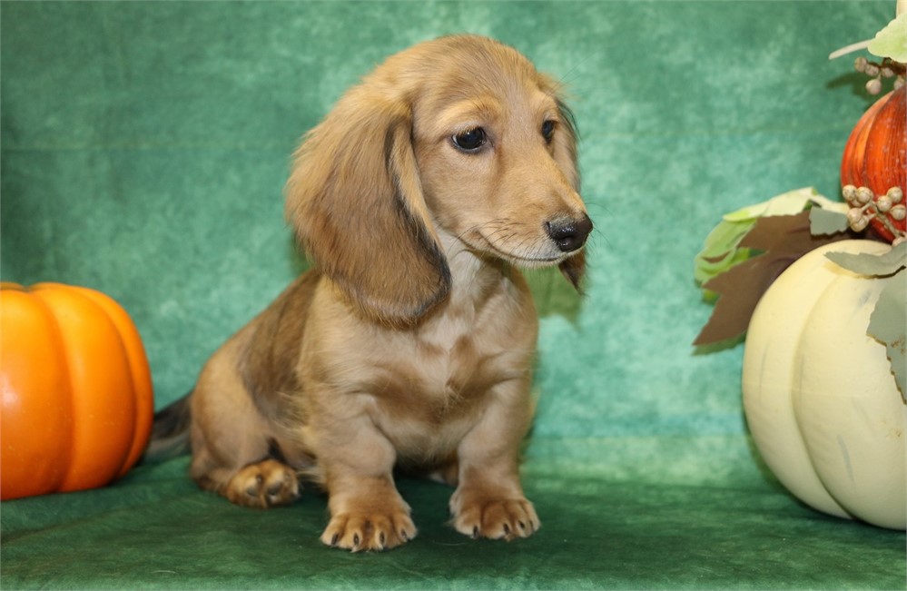 Kirby--Male Cream Sable LH  AKC