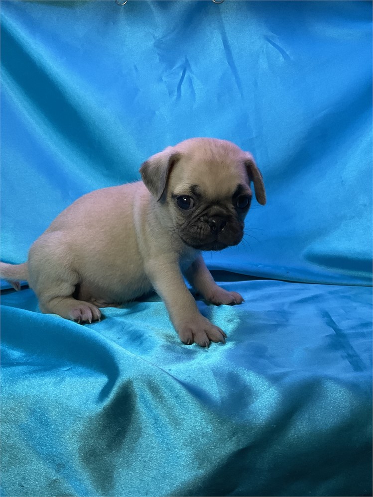 Pug Male “Ryker"”
