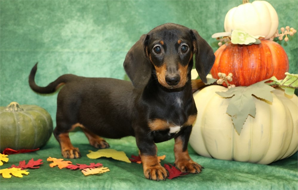 Clara--Female Black/ Tan SH  AKC
