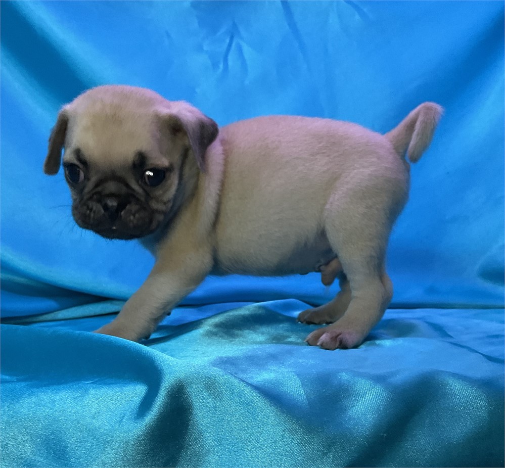 Pug Male “Ryker"”