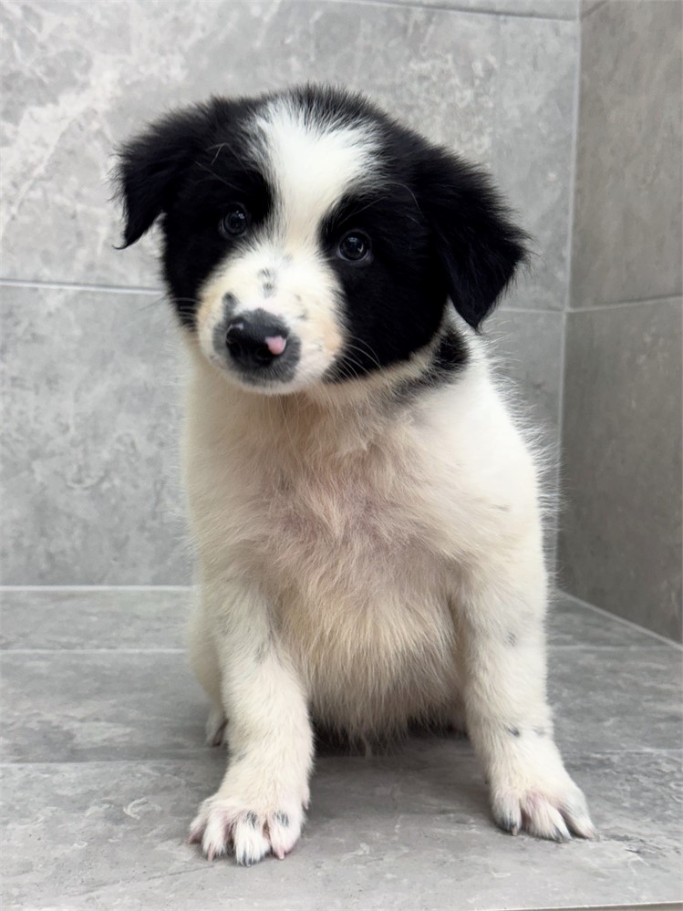 Border Collie 25429-01