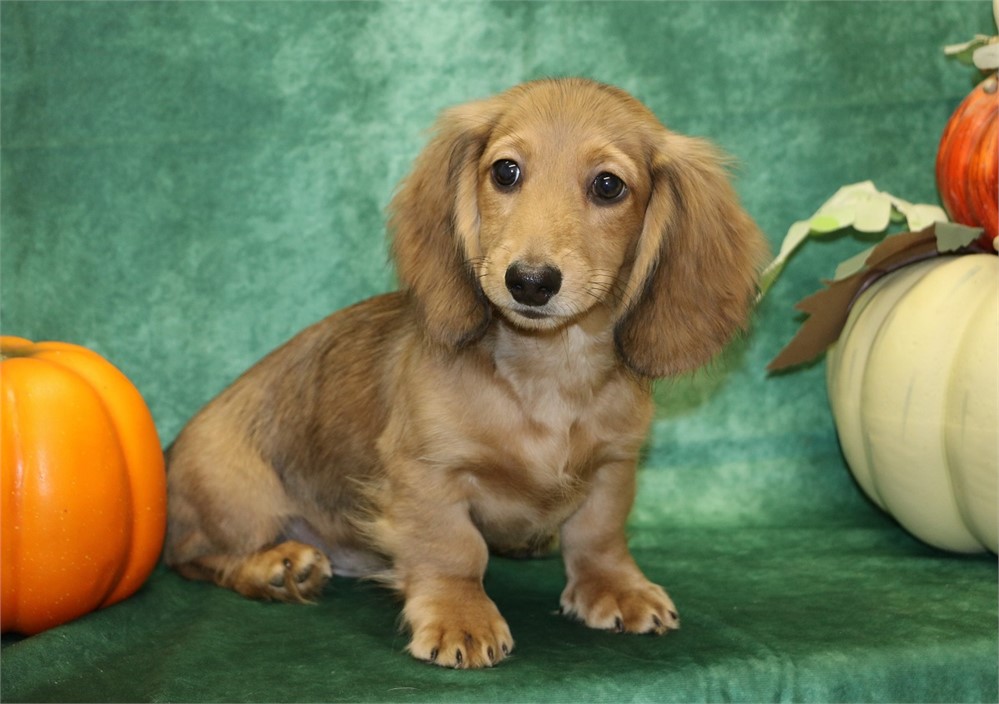 Kirby--Male Cream Sable LH  AKC