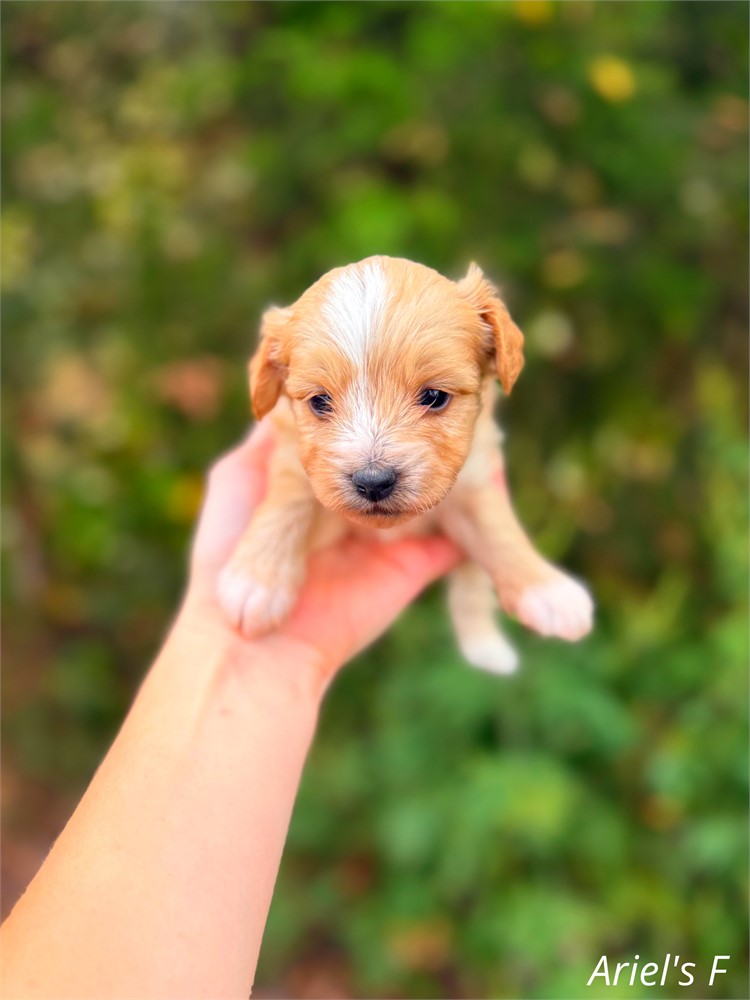 Females yorkiePoo Apricot Ariel