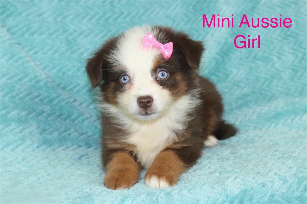 Small mini size