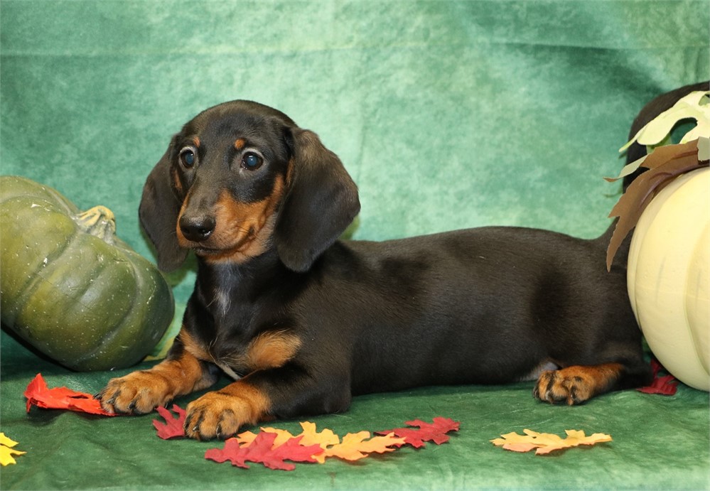 Clara--Female Black/ Tan SH  AKC