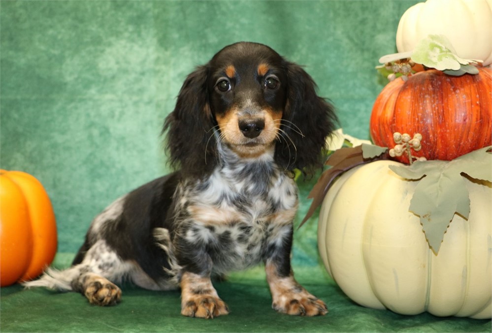 Darla--Black/ Tan Piebald Female LH AKC