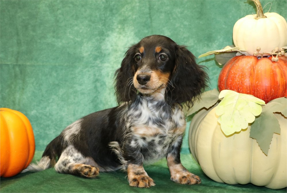 Darla--Black/ Tan Piebald Female LH AKC