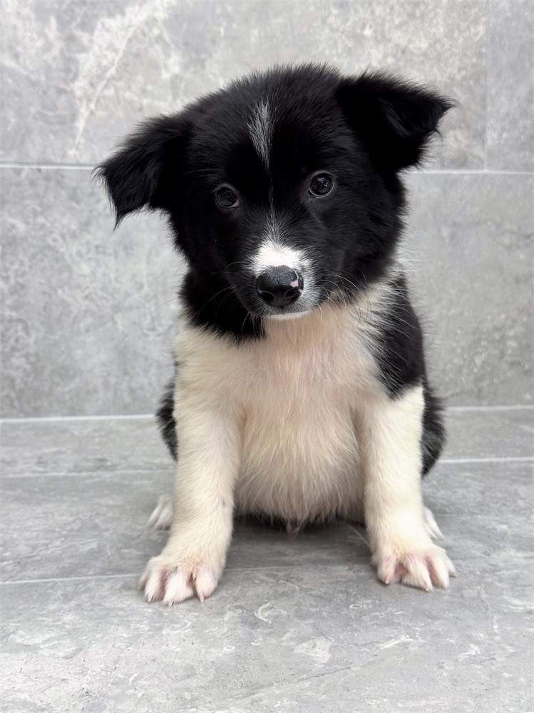 Border Collie 25429-02