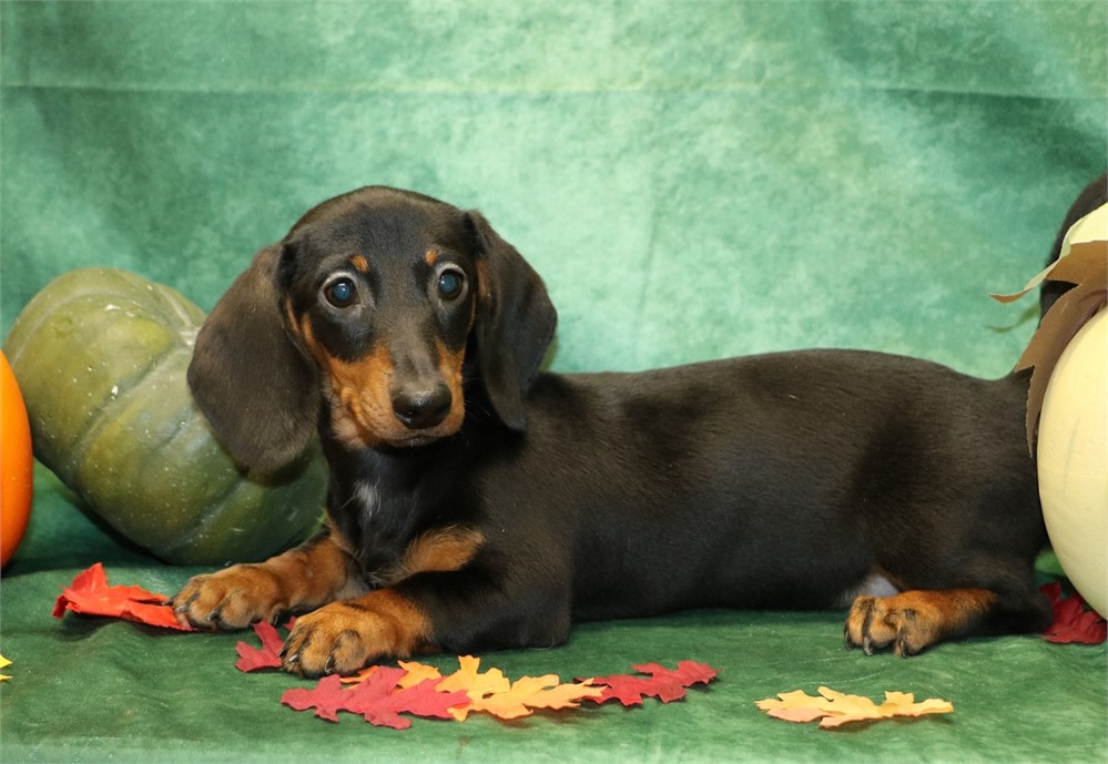 Clara--Female Black/ Tan SH  AKC
