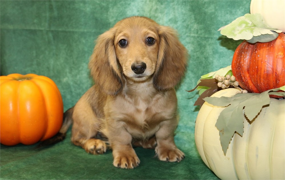 Kirby--Male Cream Sable LH  AKC
