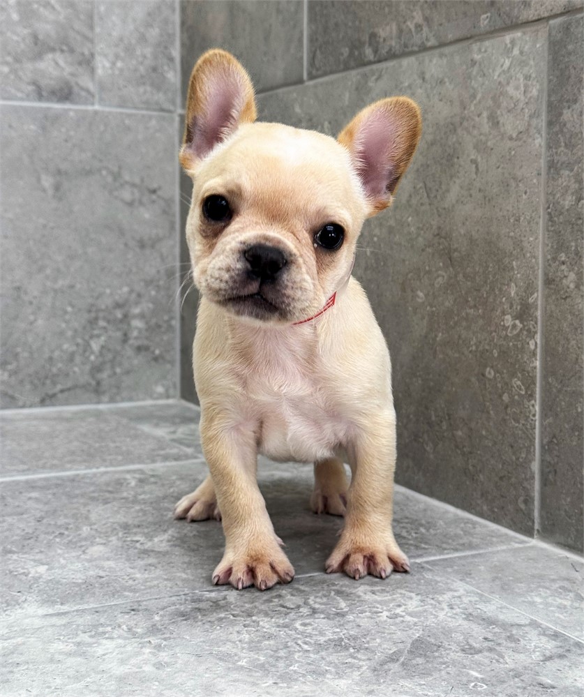 French Bulldog 25431-01
