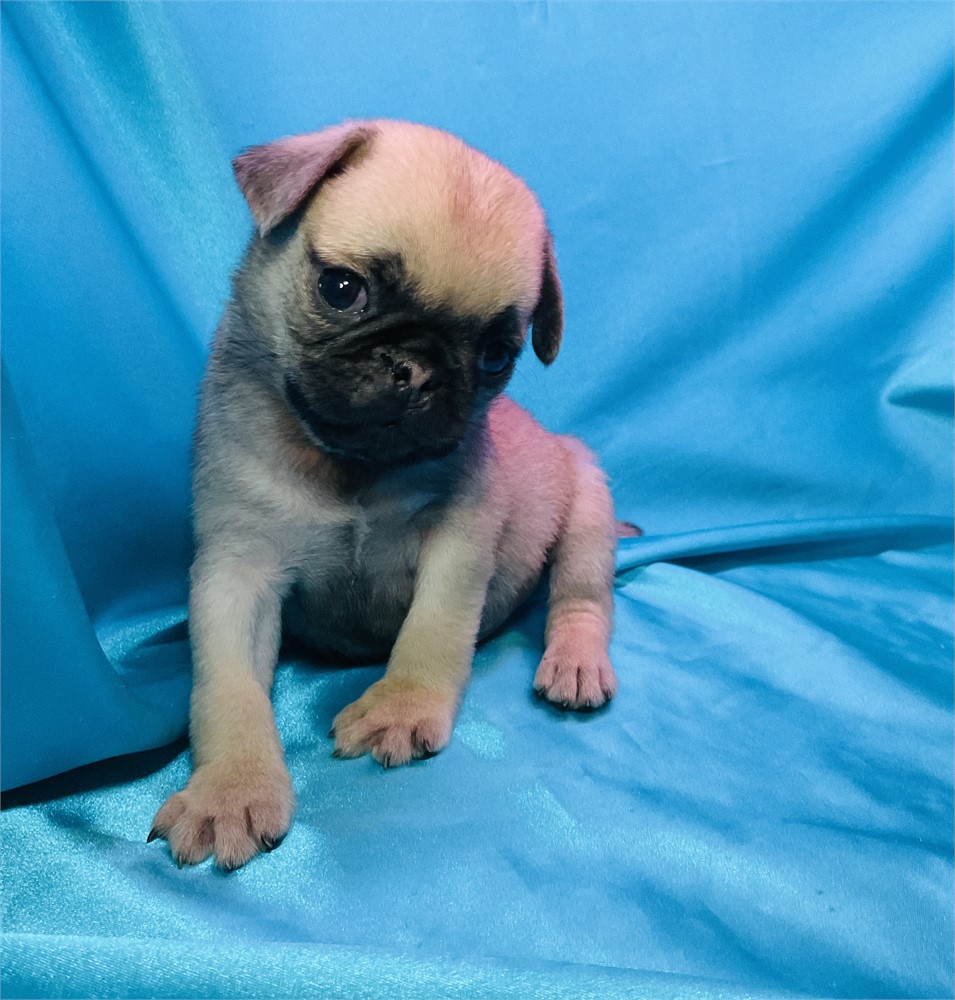 Pug Male “Rhett”