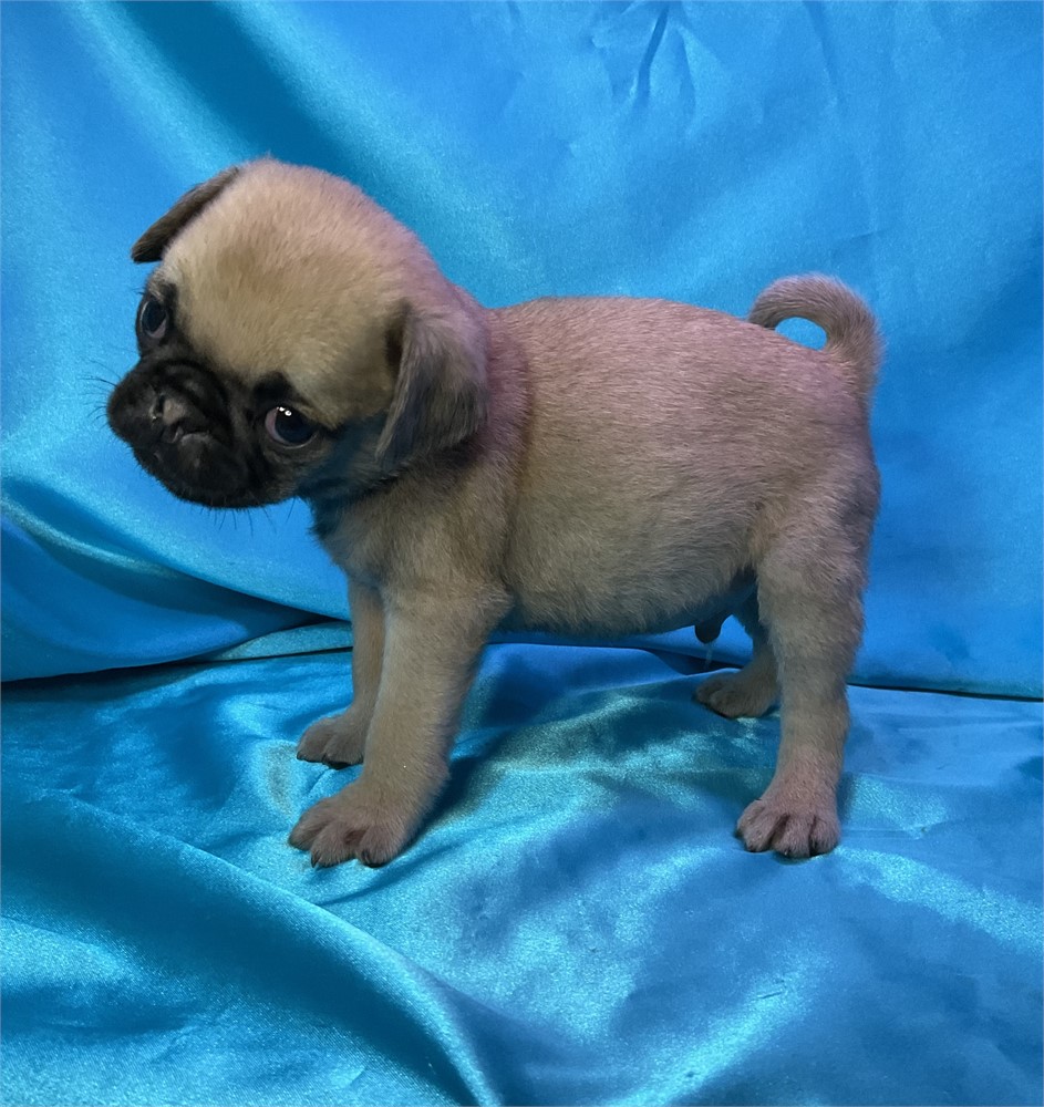 Pug Male “Rhett”