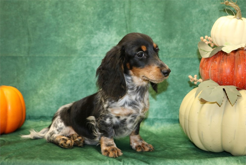 Darla--Black/ Tan Piebald Female LH AKC