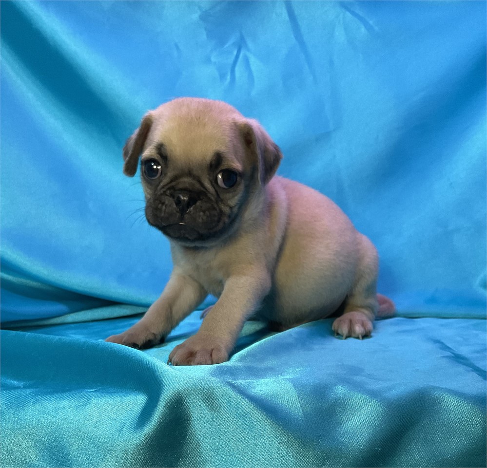 Pug Male “Ryker"”