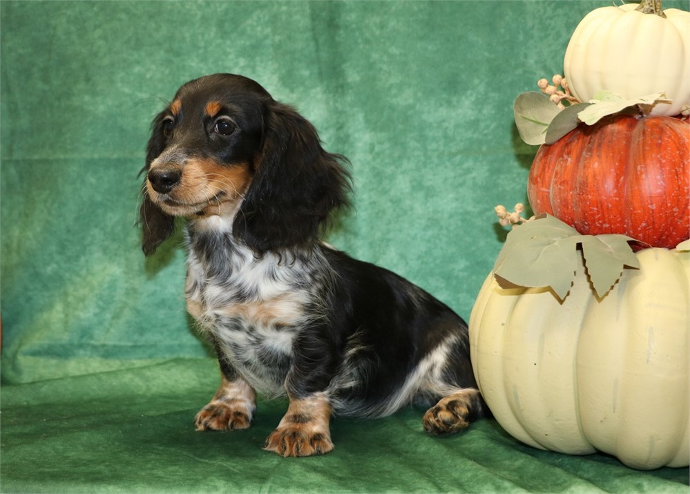 Darla--Black/ Tan Piebald Female LH AKC