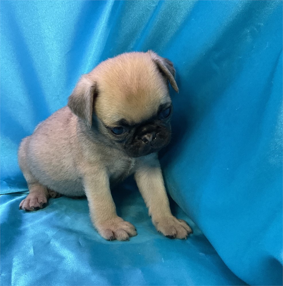 Pug Male “Rhett”