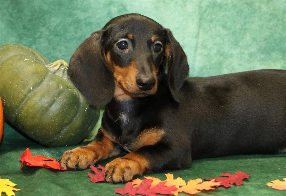Clara--Female Black/ Tan SH  AKC