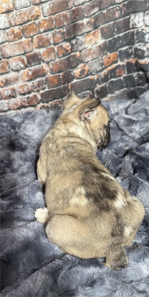 Outstanding merle male