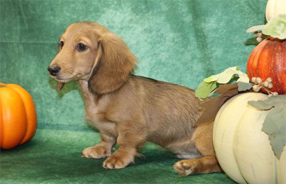 Kirby--Male Cream Sable LH  AKC