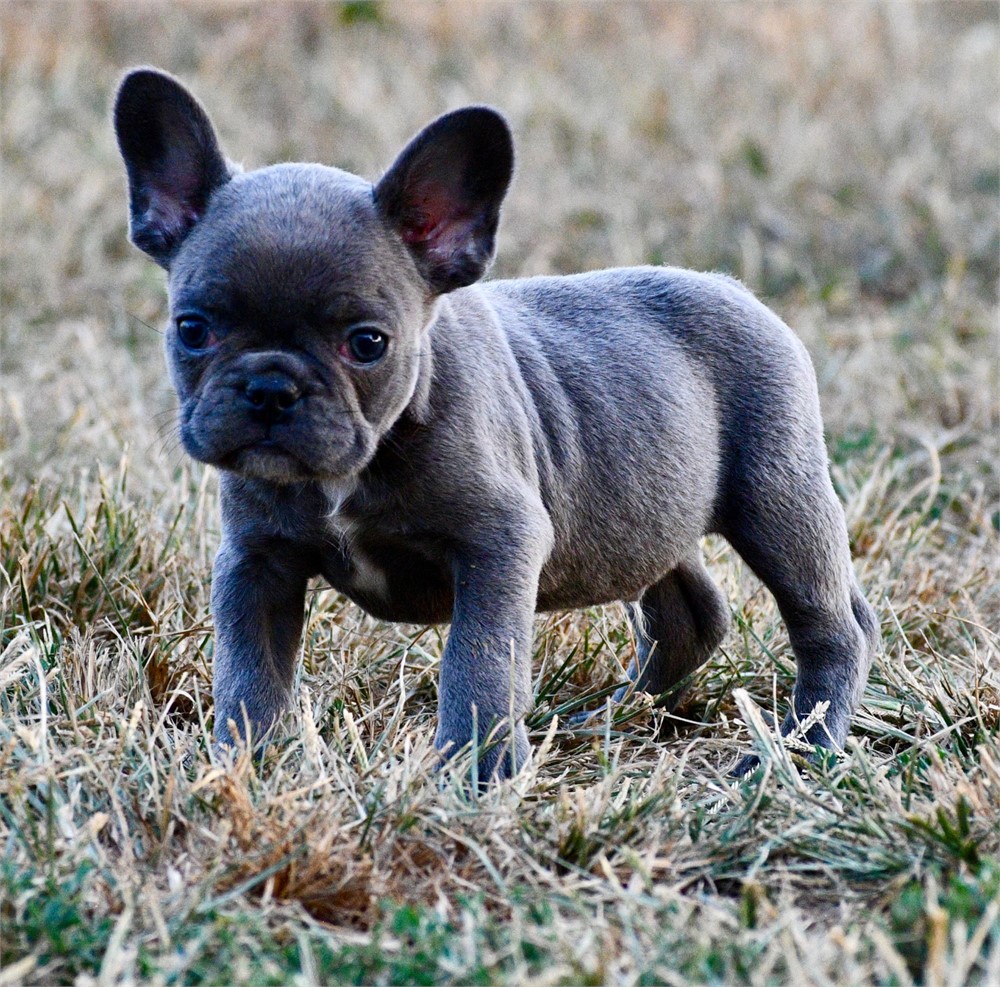 Lotus ~ Cute AKC Male French Bulldog!!