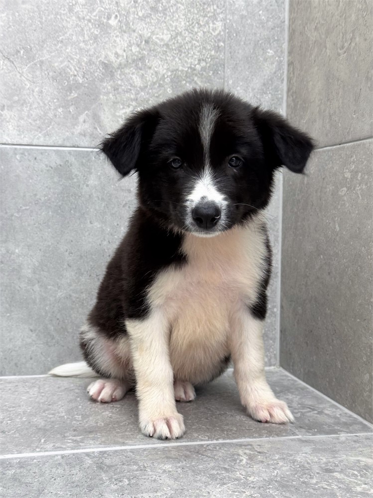 Border Collie 25429-03