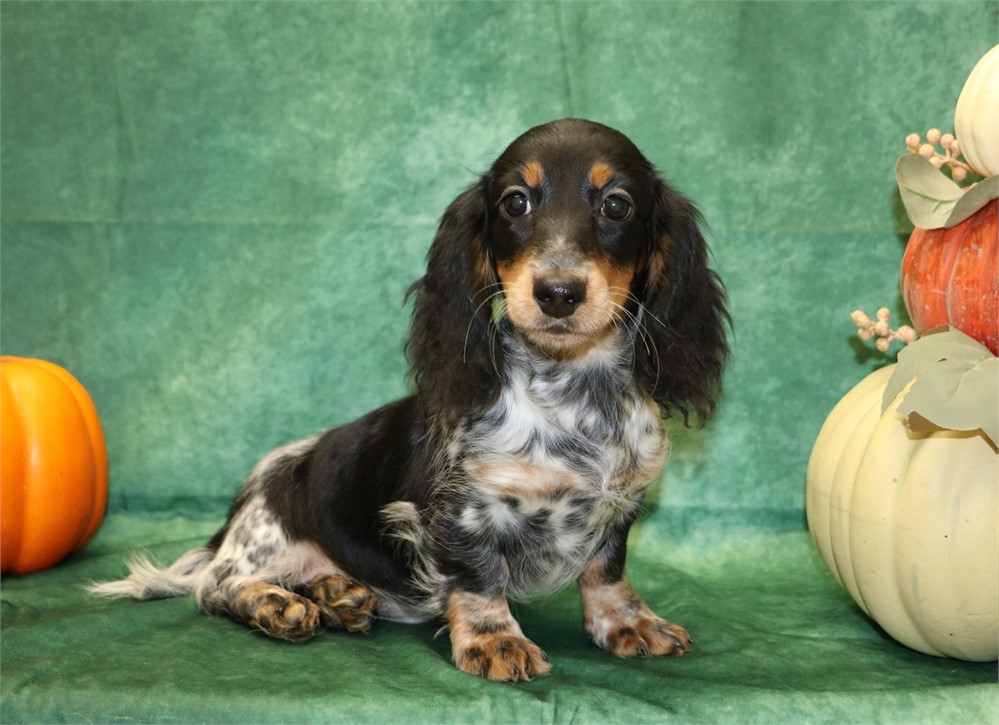 Darla--Black/ Tan Piebald Female LH AKC