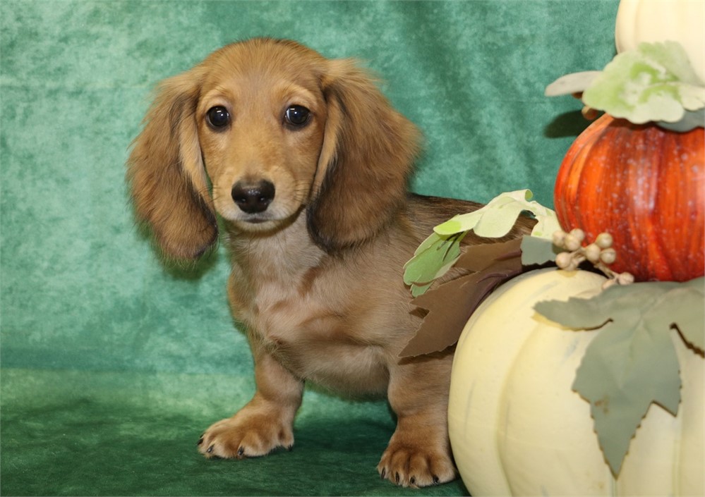 Kirby--Male Cream Sable LH  AKC