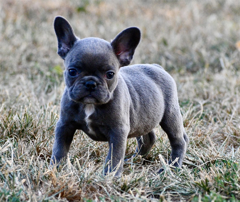 Lotus ~ Cute AKC Male French Bulldog!!