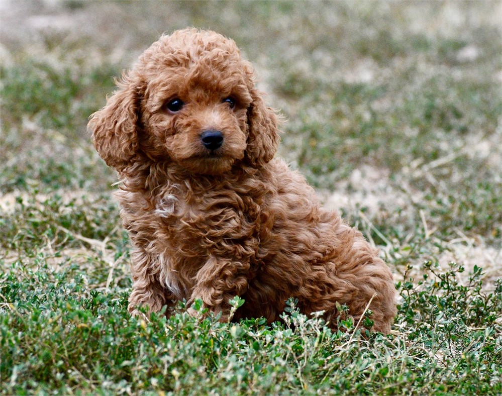 Tito ~ Adorable AKC Red w/ Black Points Male