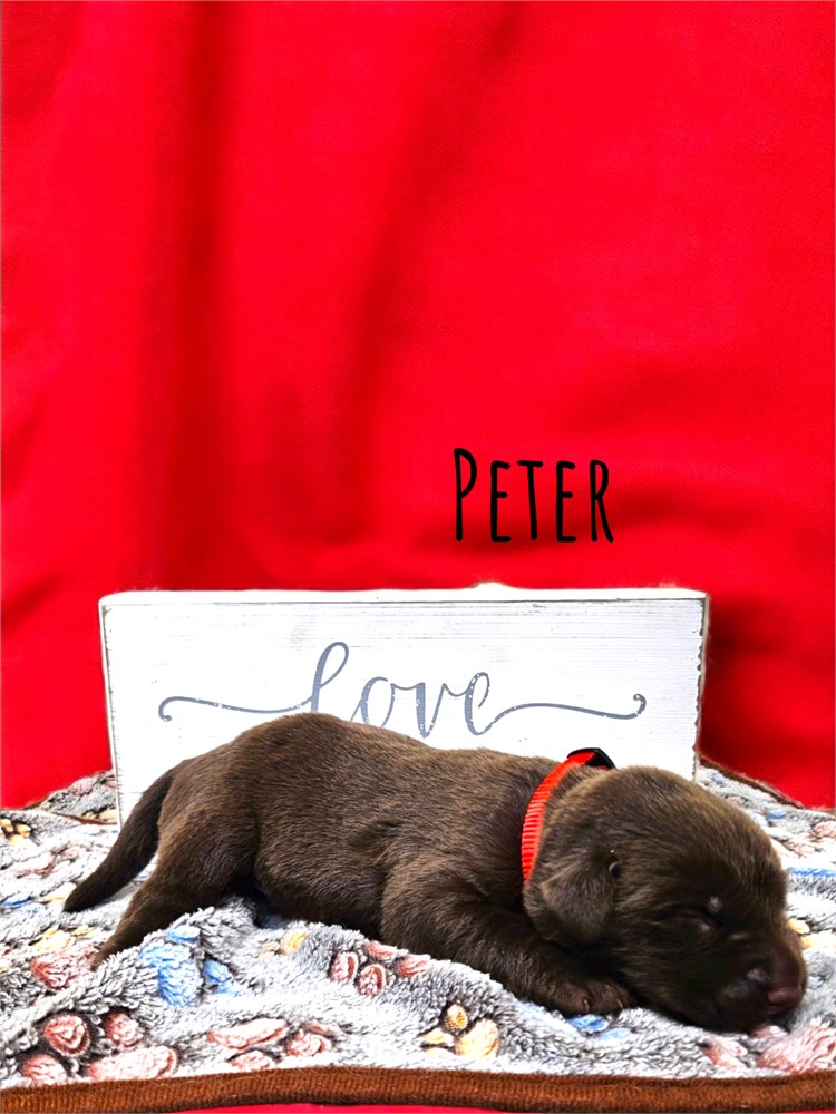 AKC Peter