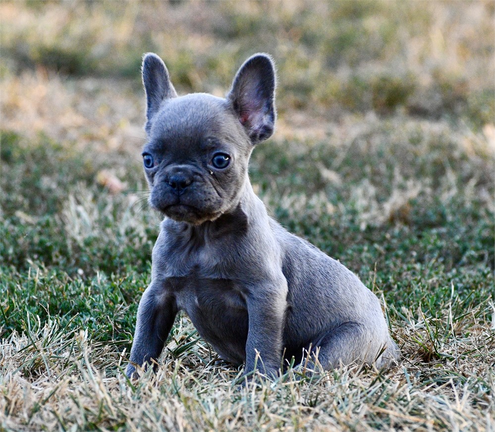 Ozark ~ Cute AKC Male French Bulldog!!