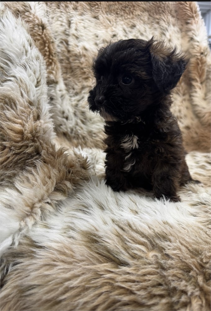 Male Yorkiepoo thick coat