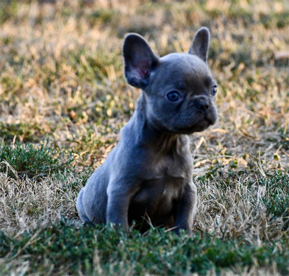 Ozark ~ Cute AKC Male French Bulldog!!