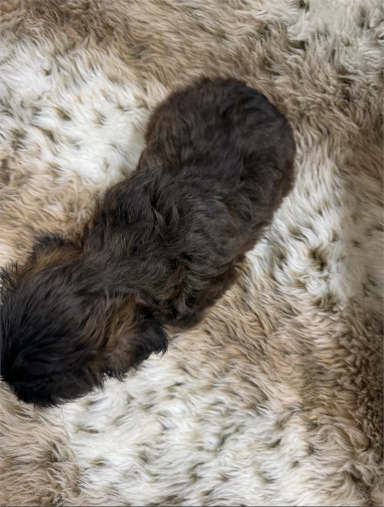 Male Yorkiepoo thick coat