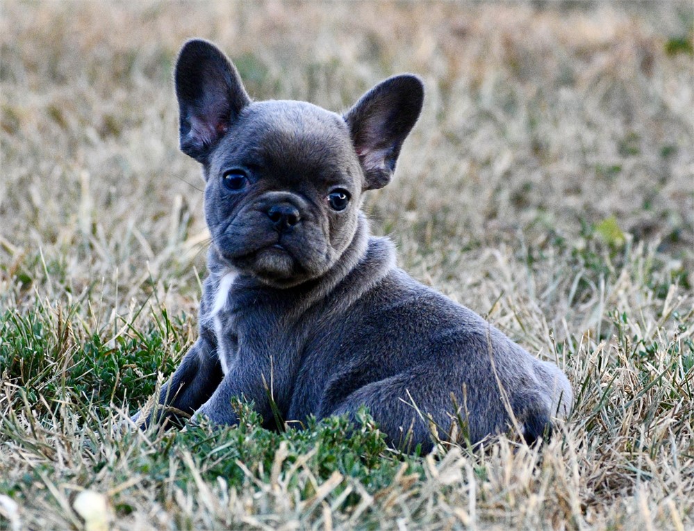 Lotus ~ Cute AKC Male French Bulldog!!