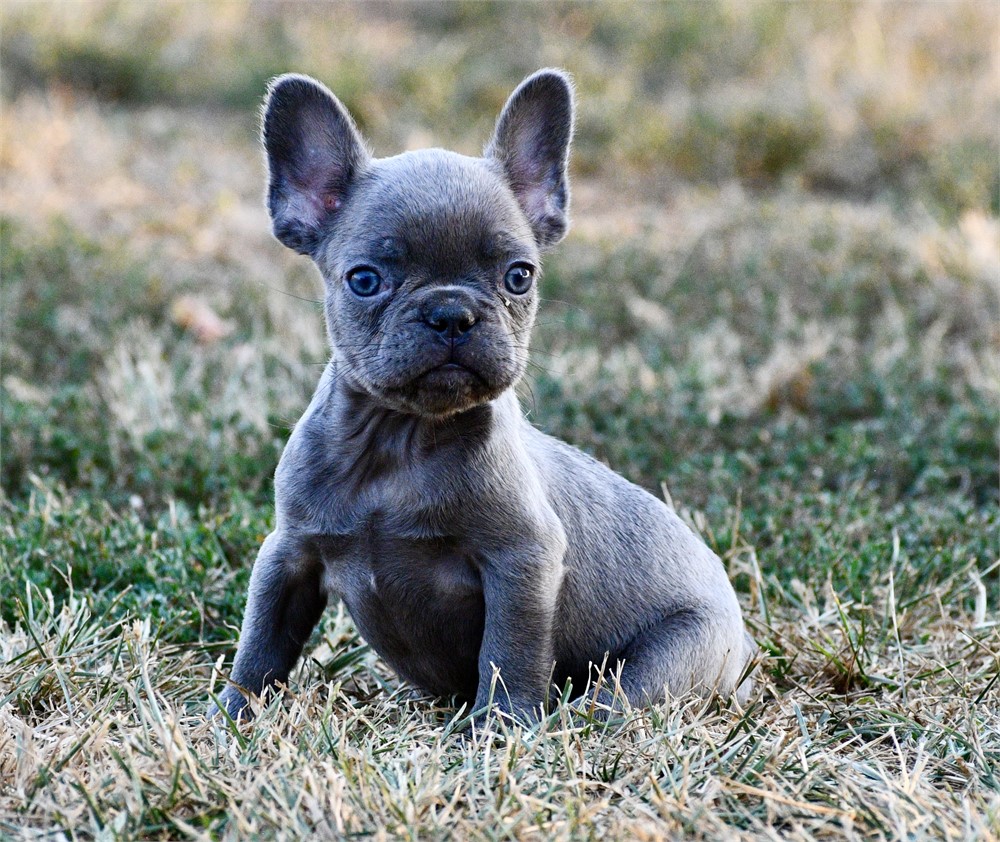 Ozark ~ Cute AKC Male French Bulldog!!