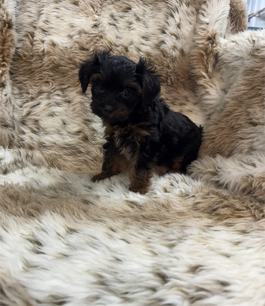 Female Yorkiepoo thick coat