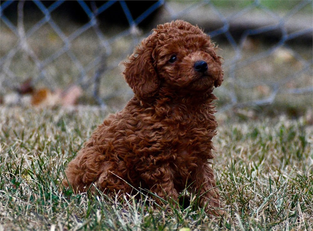 Finn ~ Adorable AKC Red w/ Black Points Male