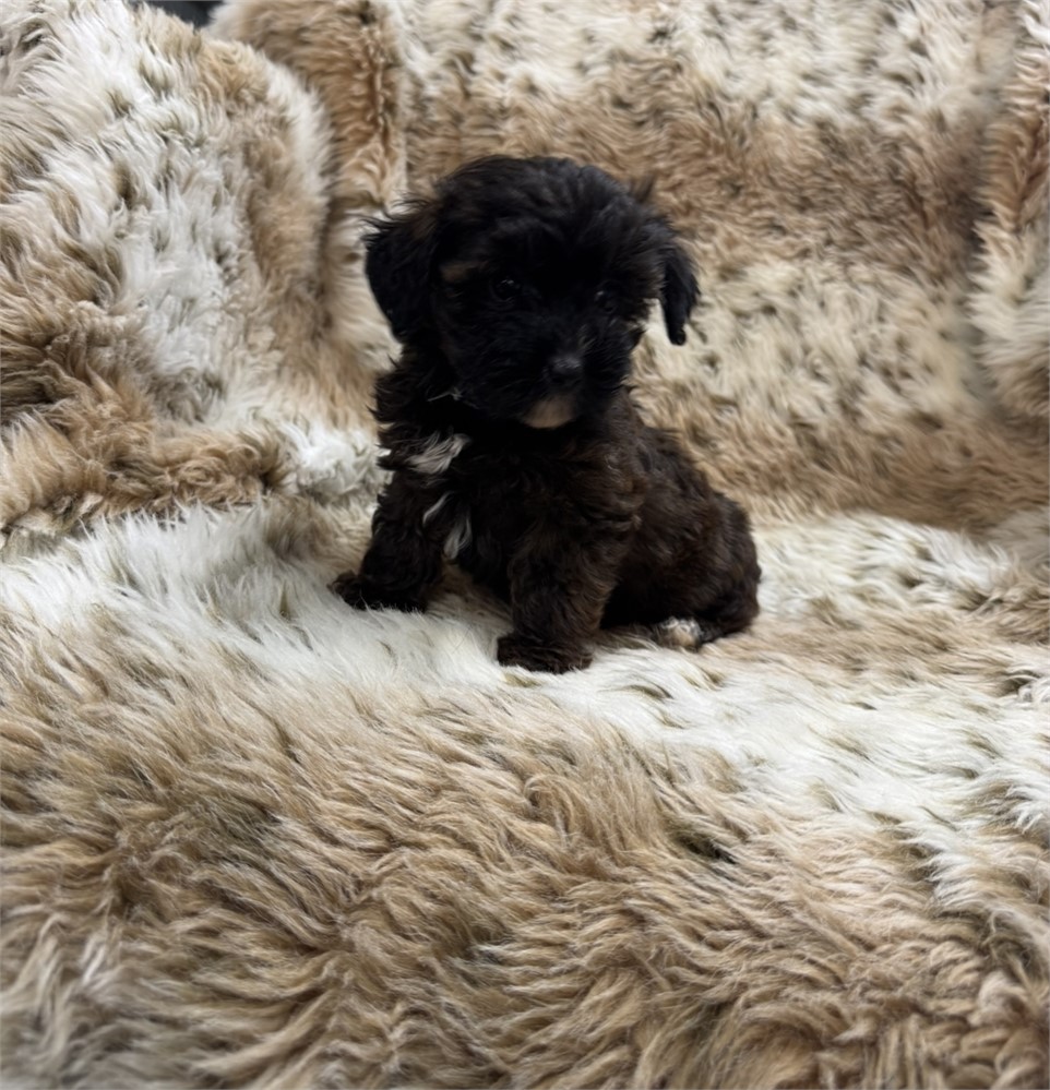 Male Yorkiepoo thick coat
