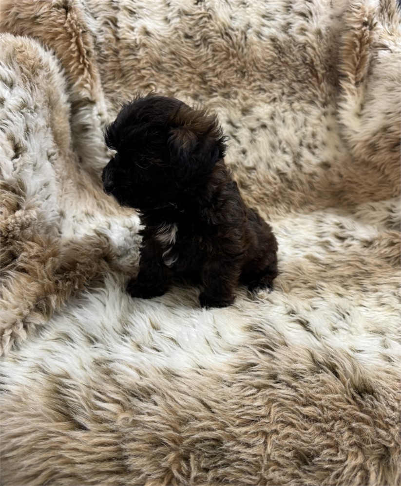 Male Yorkiepoo thick coat